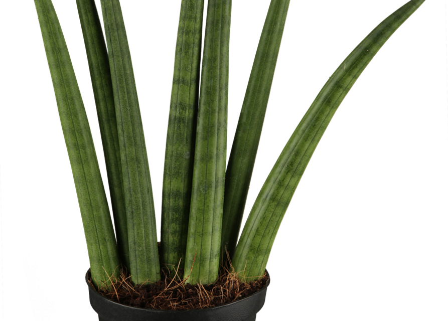 Sansevieria cylindrica Fan T11