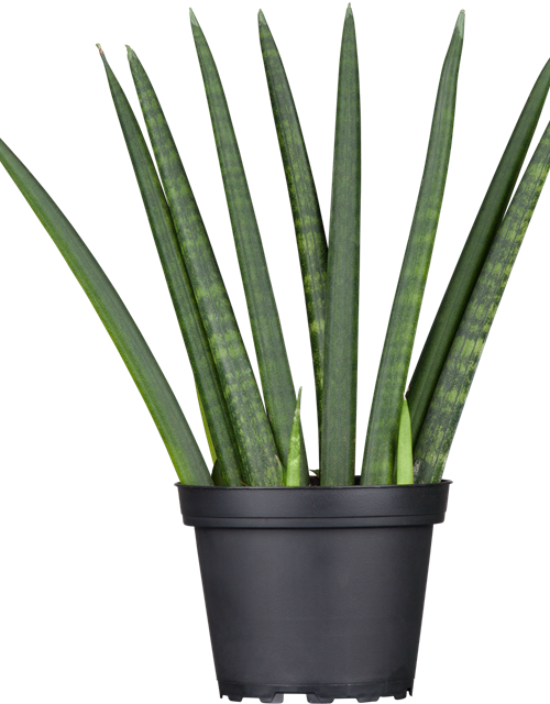 Sansevieria cylindrica Fan T11