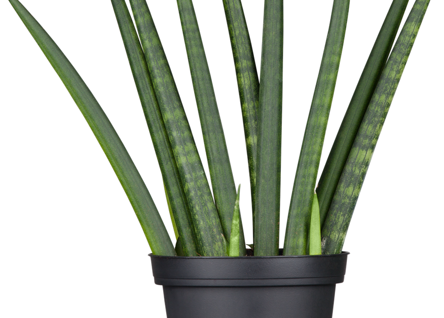 Sansevieria cylindrica Fan T11