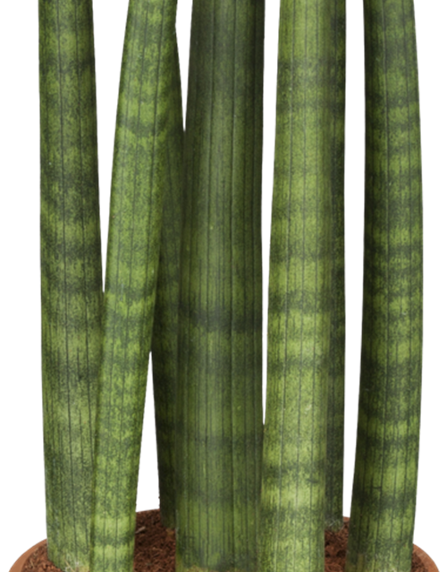 Sansevieria cylindrica Straight T11