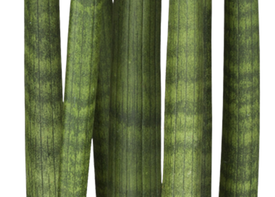 Sansevieria cylindrica Straight T11