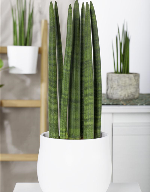 Sansevieria cylindrica Straight T10