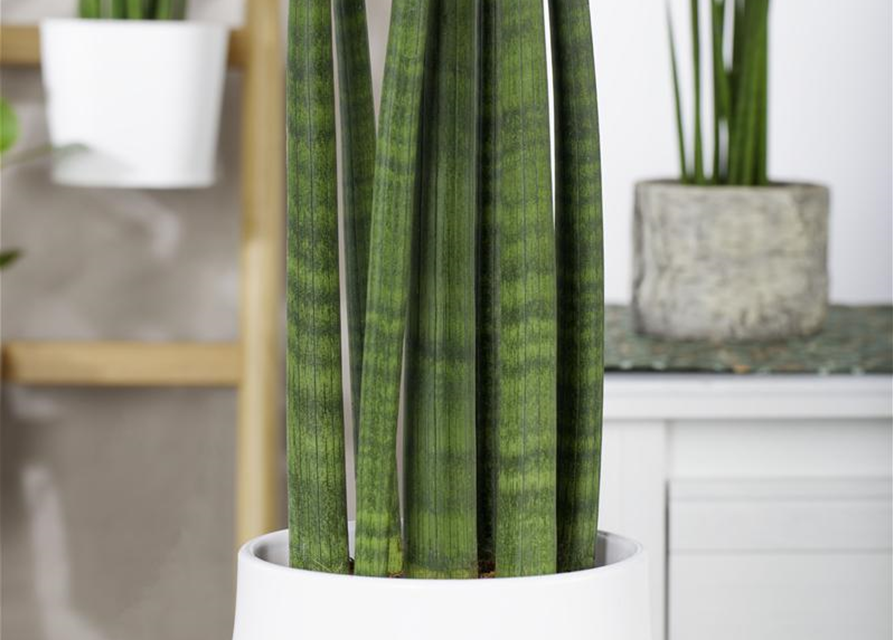 Sansevieria cylindrica Straight T10