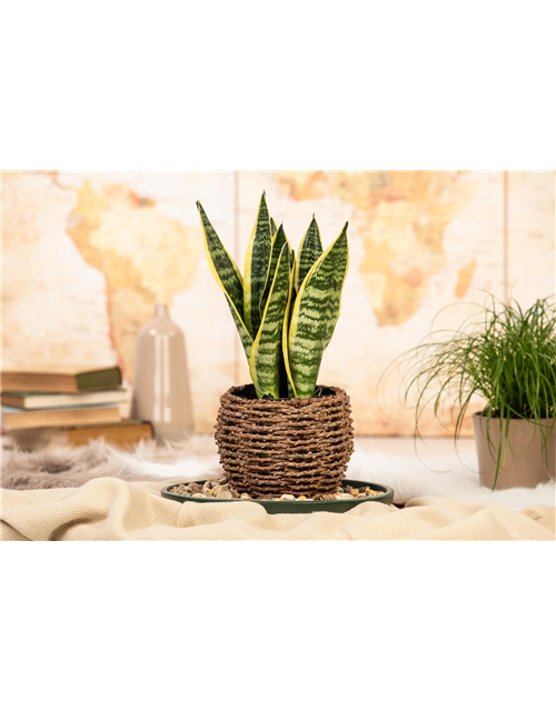 Sansevieria trifasciata Laurentii T9