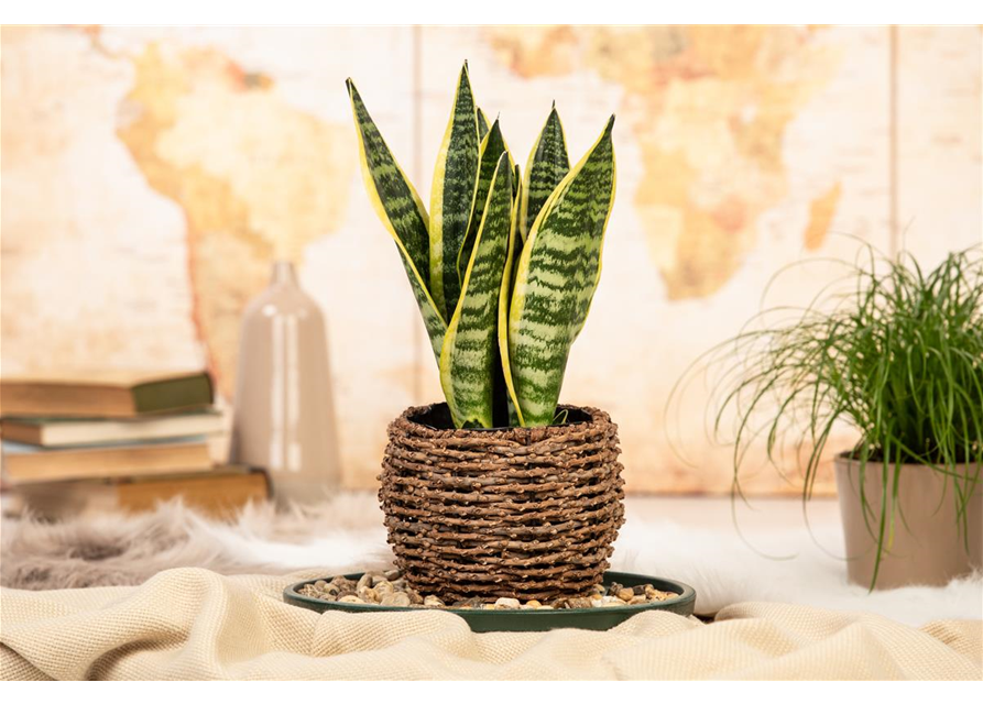 Sansevieria trifasciata Laurentii T9