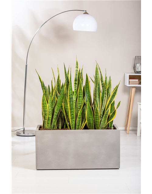 Sansevieria trifasciata Laurentii T9