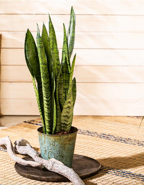 Sansevieria trifasciata zeylanica T6