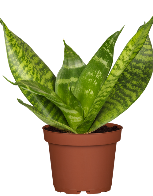 Sansevieria trifasciata Hahnii T11