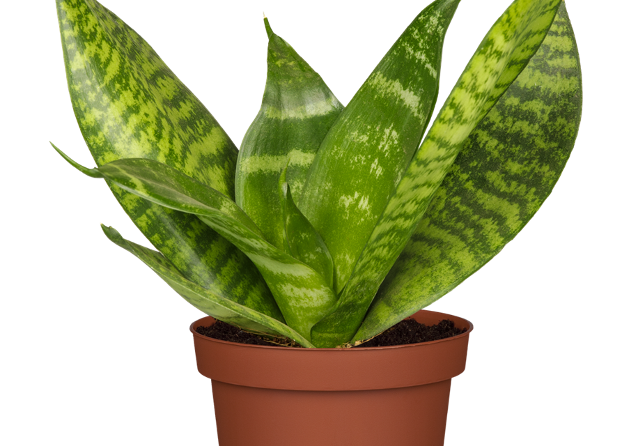 Sansevieria trifasciata Hahnii T11