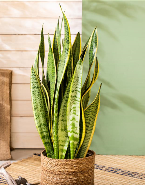 Sansevieria trifasciata Futura Superba T11