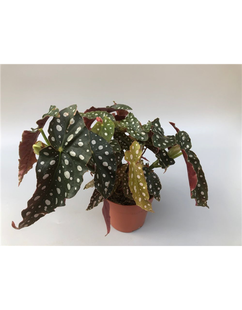 Begonia maculata Oldemor Wings T12