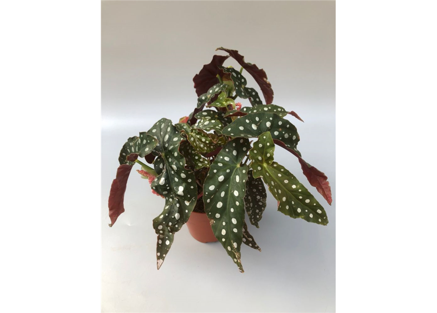 Begonia maculata Oldemor Wings T12