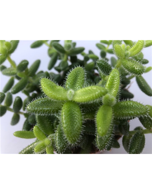 Delosperma echinatum T12