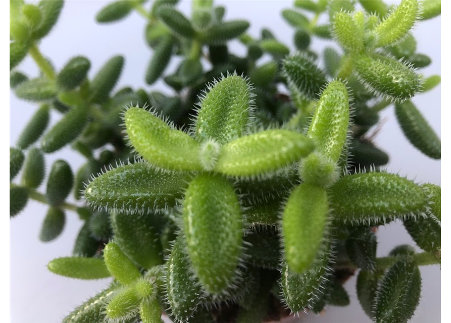 Delosperma echinatum T12