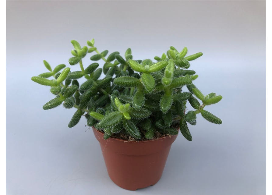 Delosperma echinatum T12