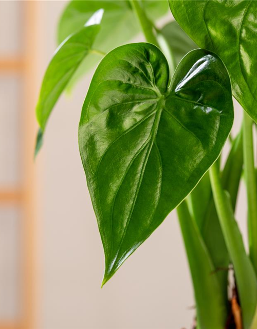 Alocasia cucullata T6