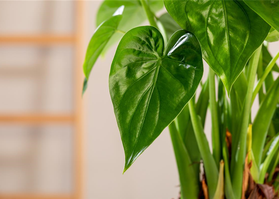 Alocasia cucullata T6