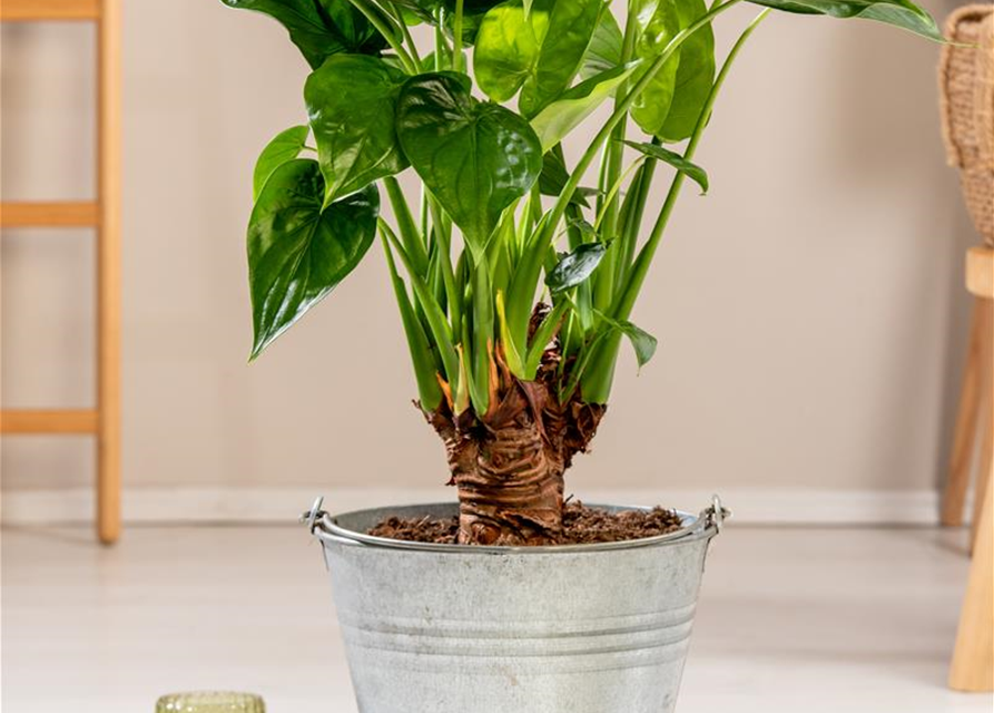 Alocasia cucullata T6