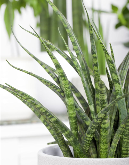 Sansevieria fernwood Punk