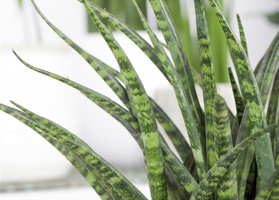 Sansevieria fernwood Punk