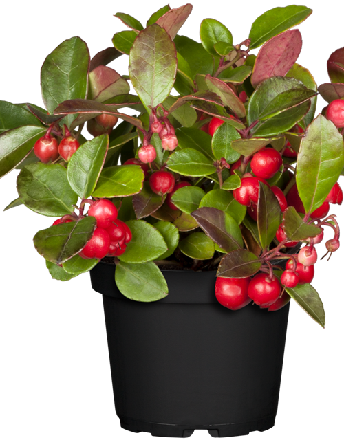 Gaultheria procumbens T6