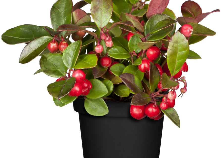 Gaultheria procumbens T6