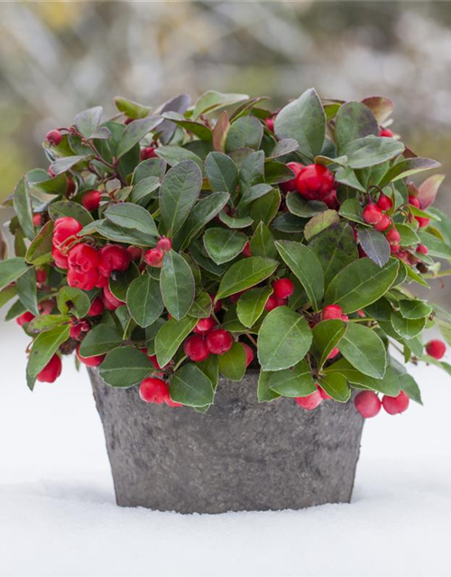 Gaultheria procumbens T6