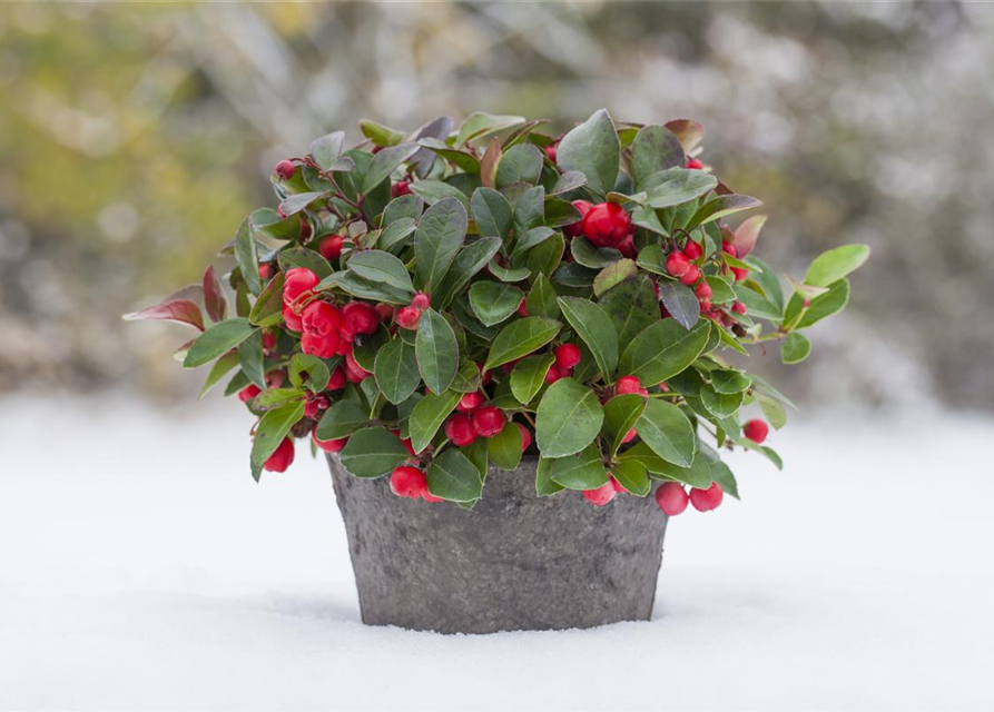 Gaultheria procumbens T6