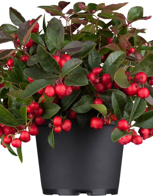 Gaultheria procumbens T23