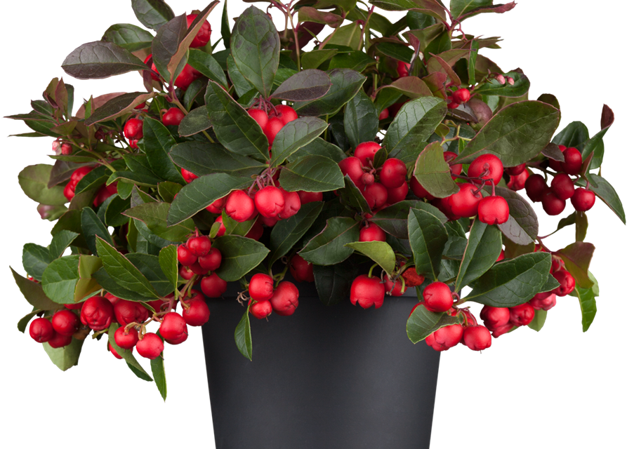 Gaultheria procumbens T23