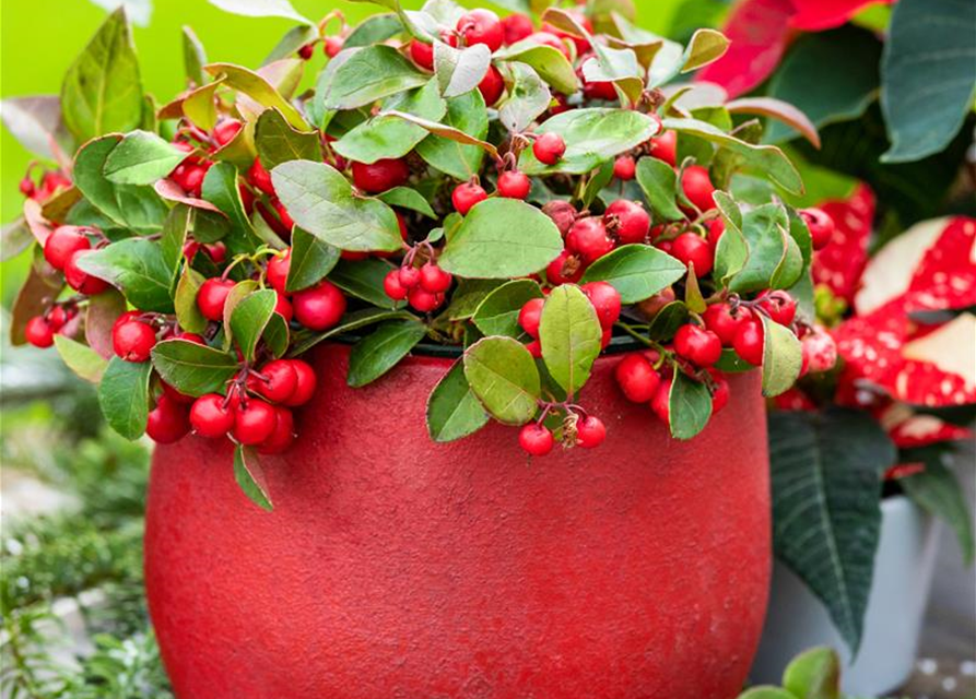 Gaultheria procumbens T23