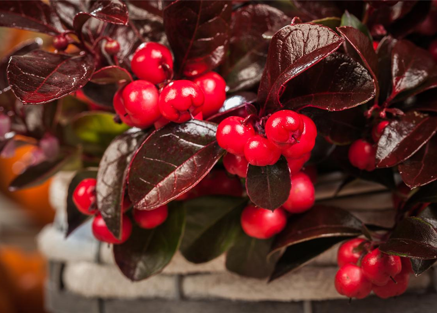 Gaultheria procumbens T23