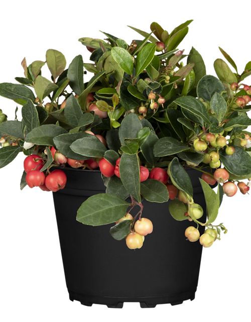 Gaultheria procumbens T11