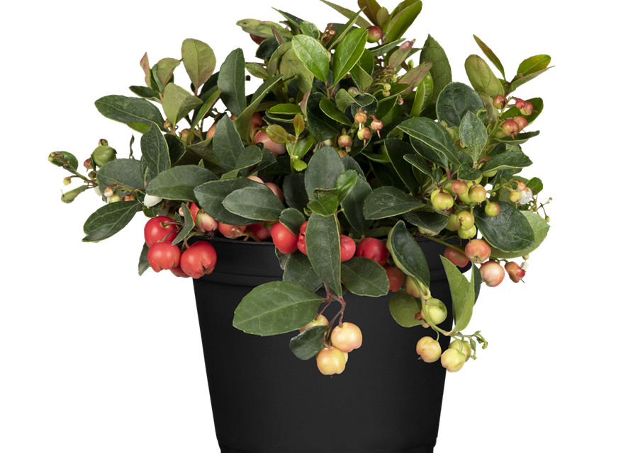 Gaultheria procumbens T11