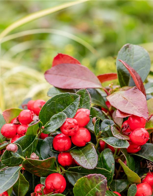 Gaultheria procumbens T11