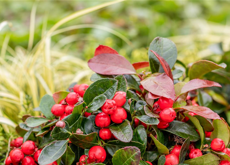 Gaultheria procumbens T11