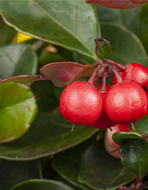 Gaultheria procumbens T11