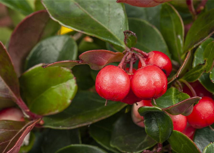 Gaultheria procumbens T11