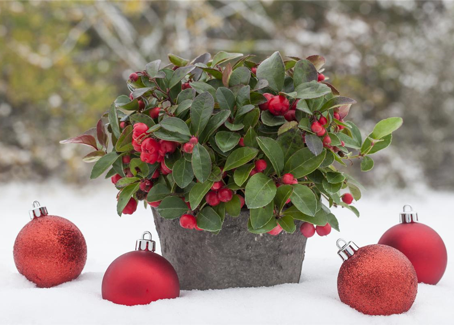 Gaultheria procumbens T11