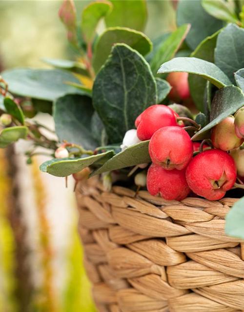 Gaultheria procumbens T13