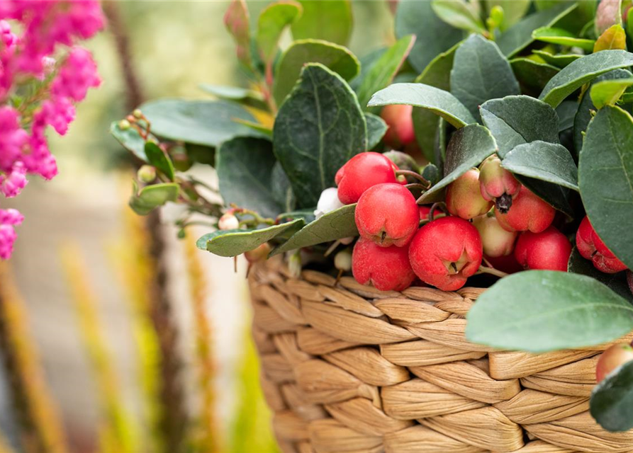 Gaultheria procumbens T13