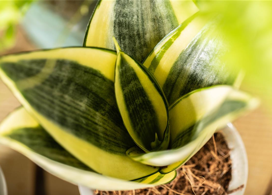 Sansevieria trifasciata Golden Hahnii T9