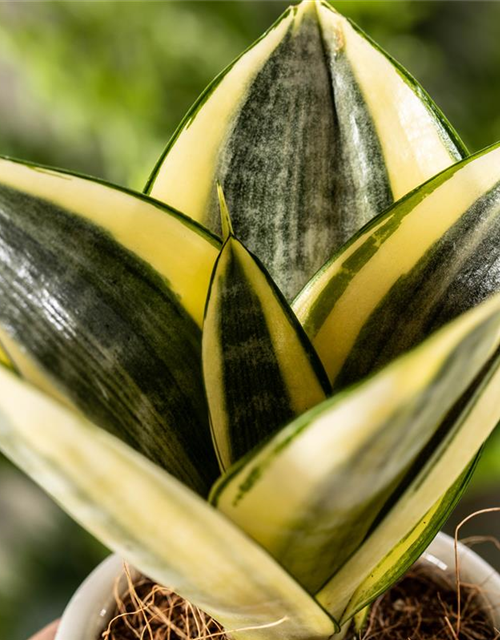 Sansevieria trifasciata Golden Hahnii T9