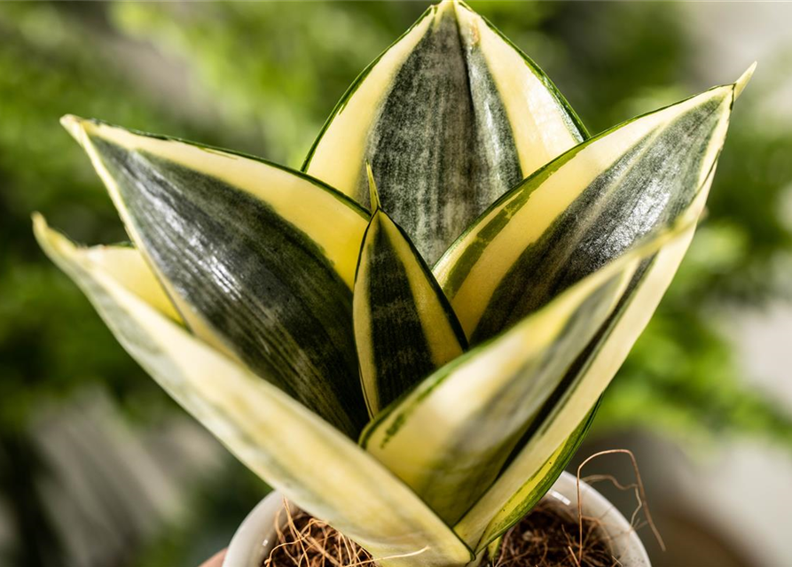 Sansevieria trifasciata Golden Hahnii T9