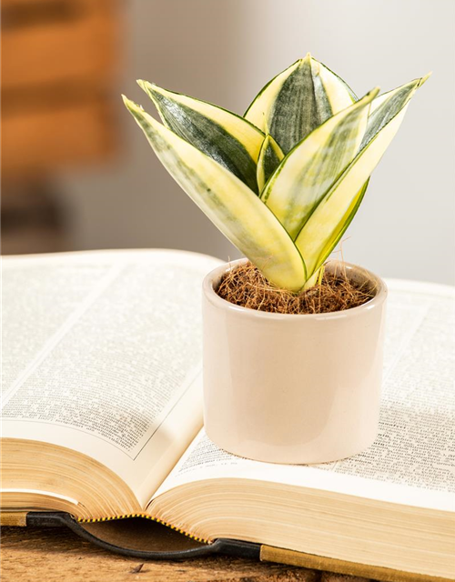 Sansevieria trifasciata Golden Hahnii T9