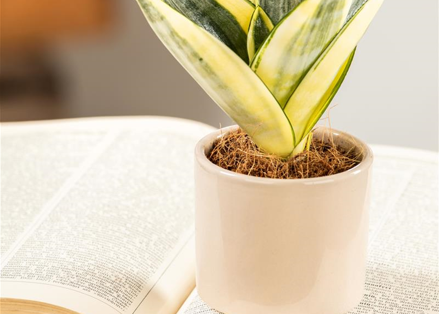 Sansevieria trifasciata Golden Hahnii T9