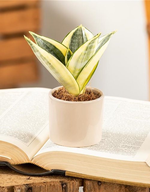 Sansevieria trifasciata Golden Hahnii T9