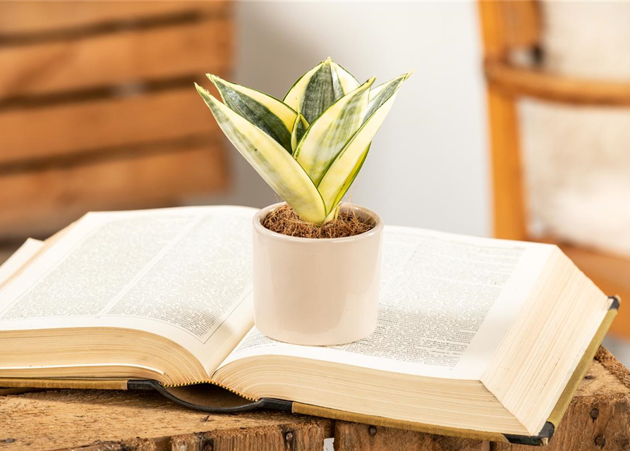 Sansevieria trifasciata Golden Hahnii T9