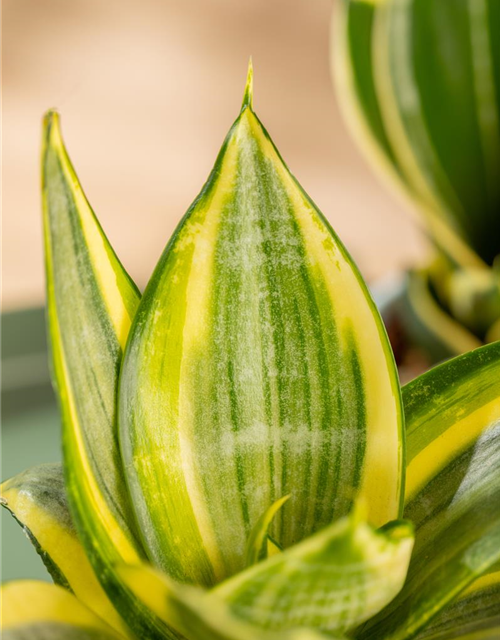 Sansevieria trifasciata Golden Hahnii T9