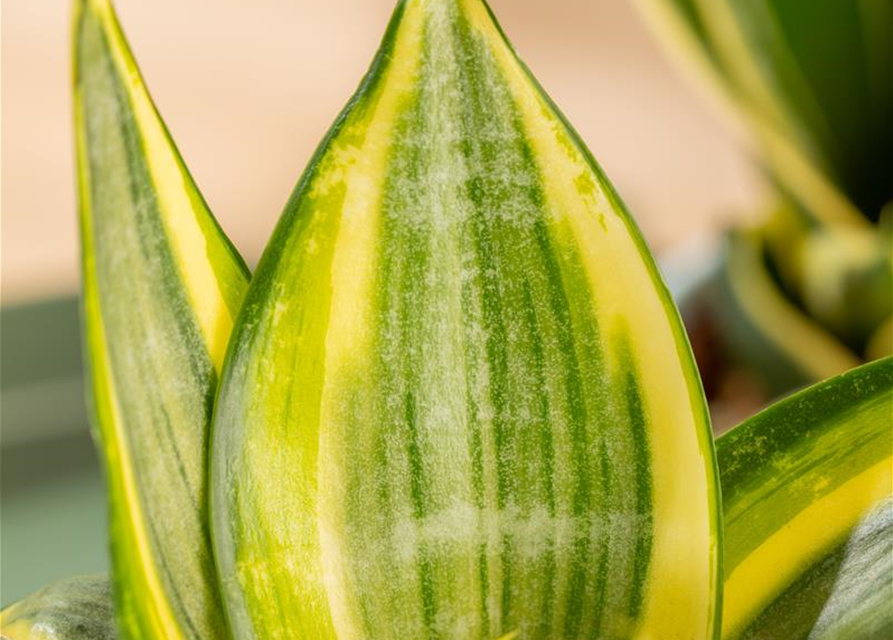 Sansevieria trifasciata Golden Hahnii T9